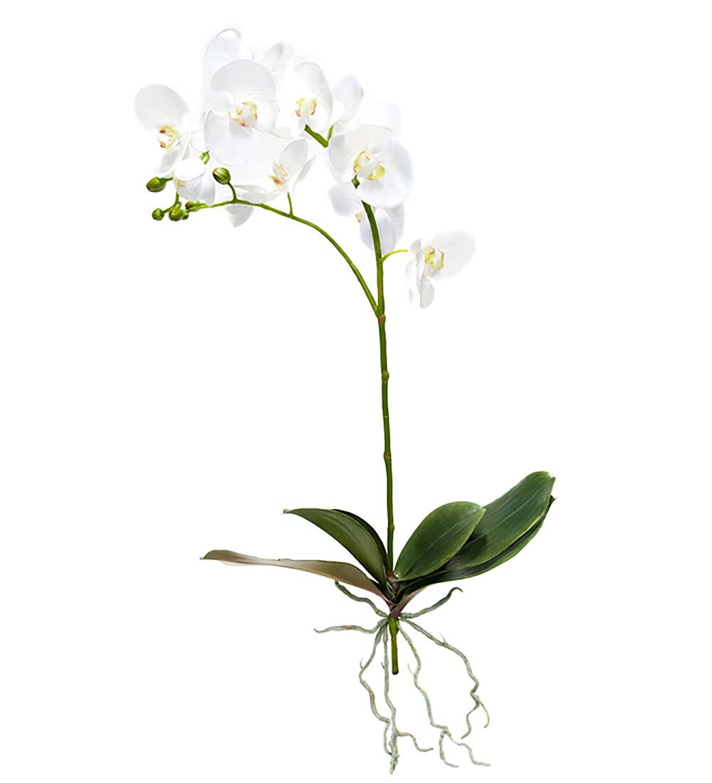 Phalaenopsis