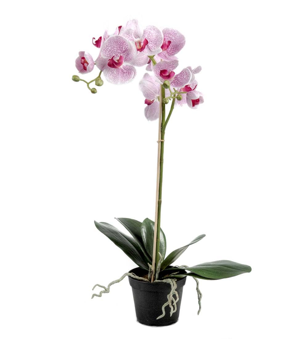 Phalaenopsis