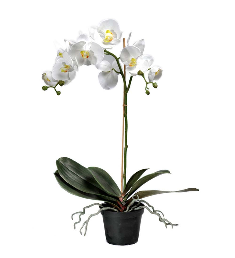 Phalaenopsis