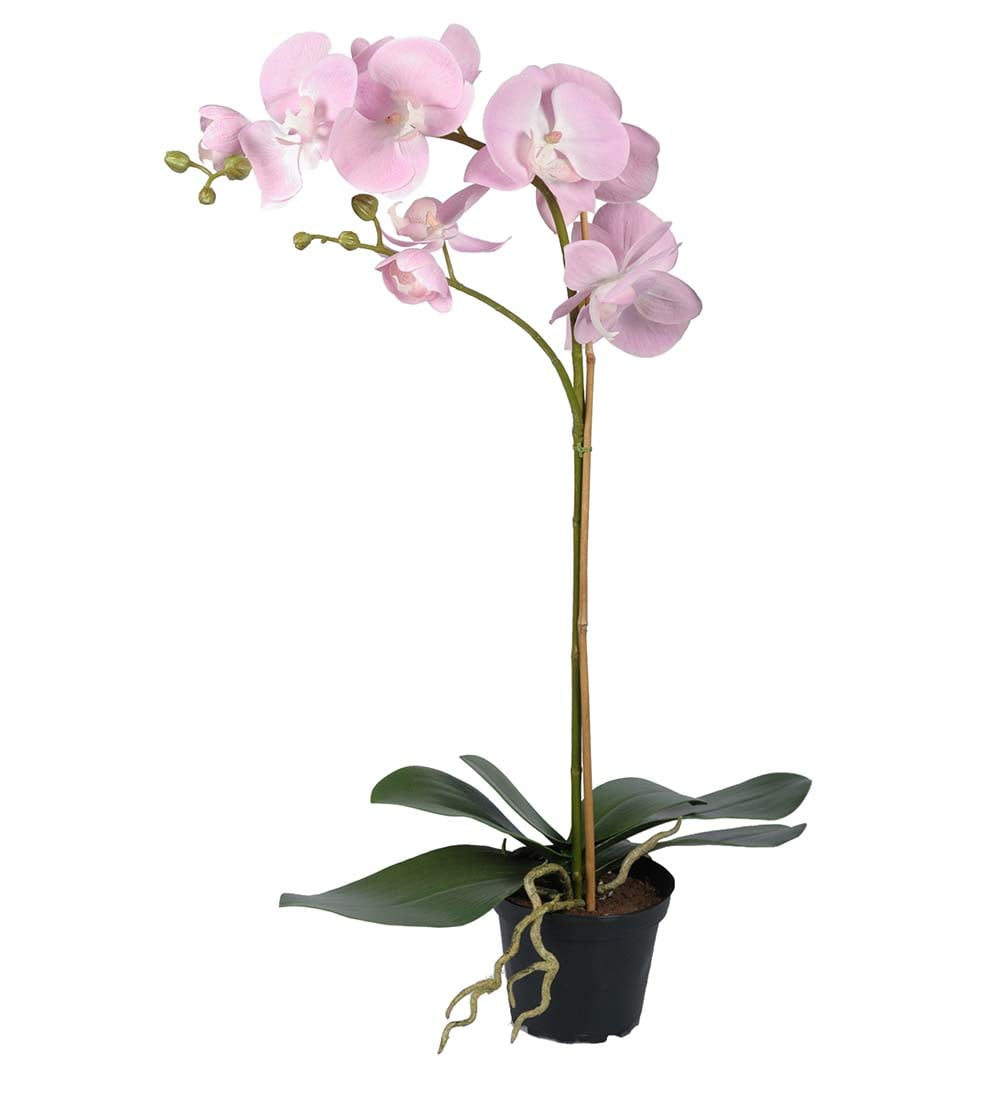 Phalaenopsis
