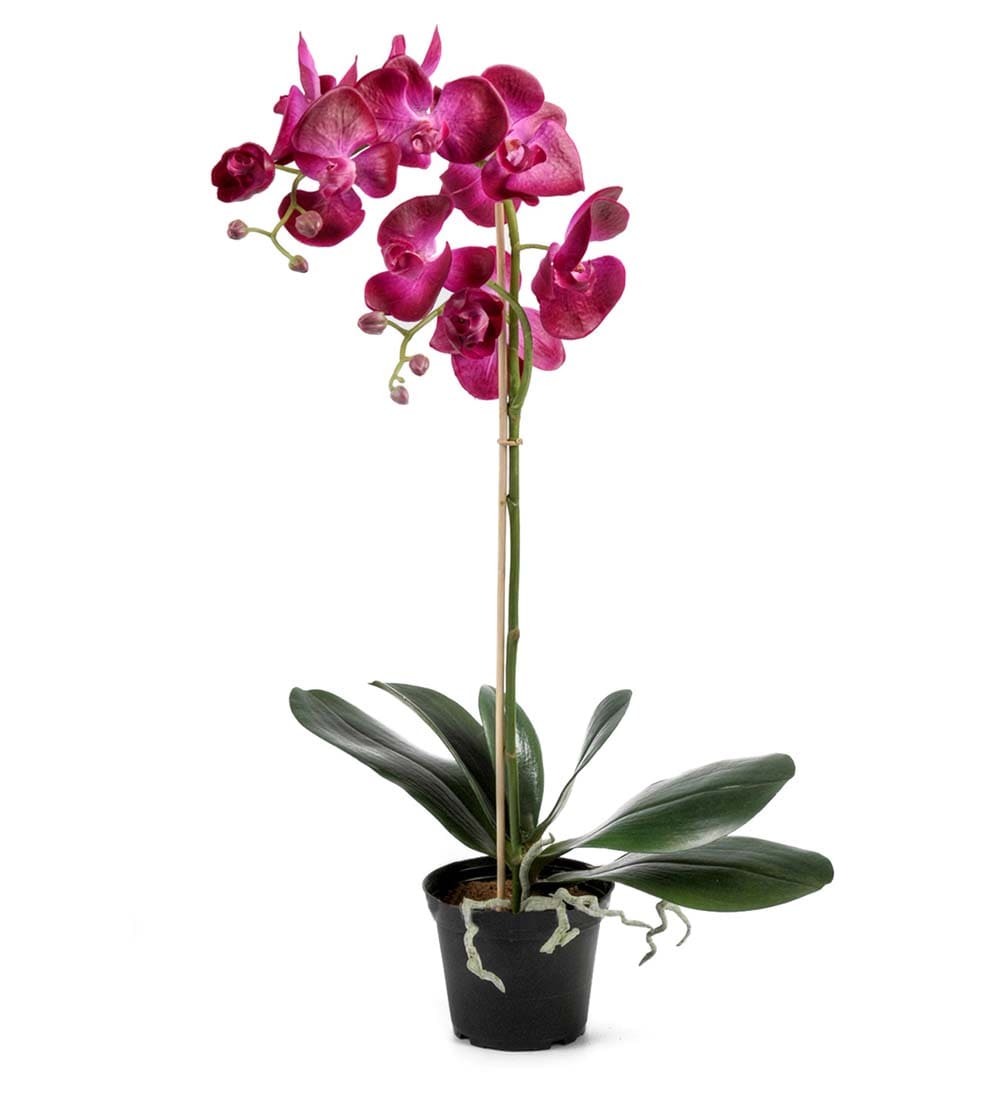 Phalaenopsis