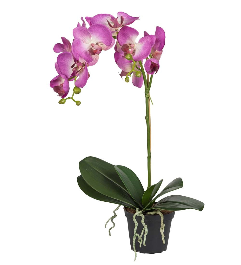 Phalaenopsis