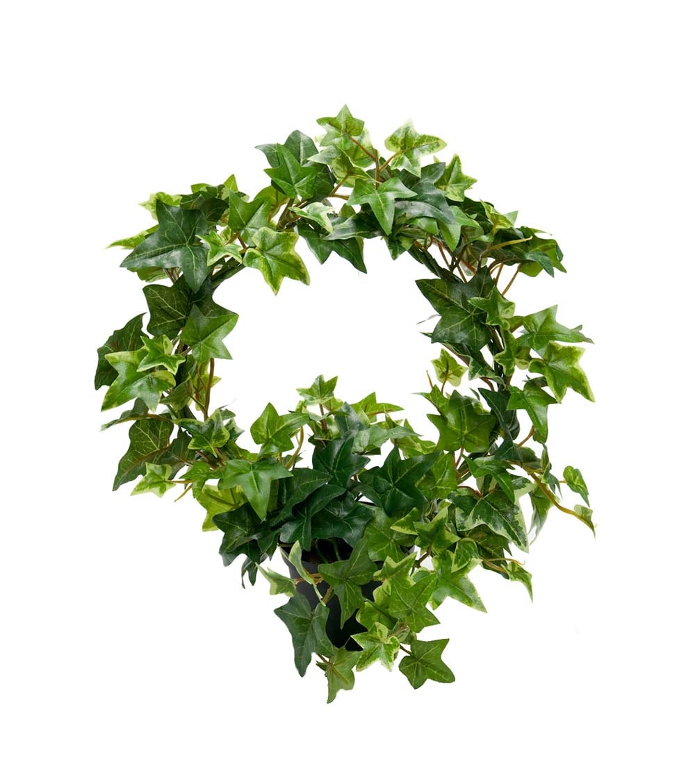 Murgröna