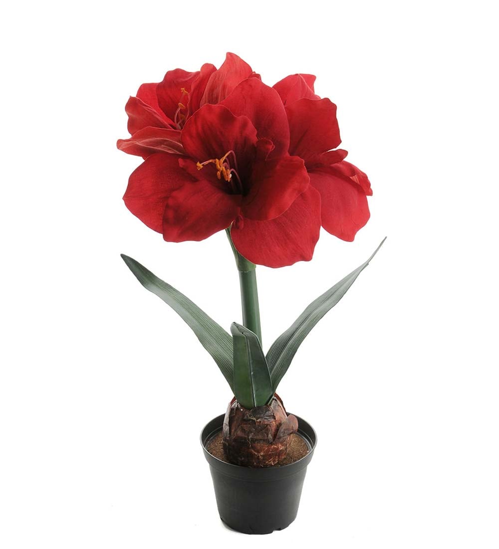 Amaryllis