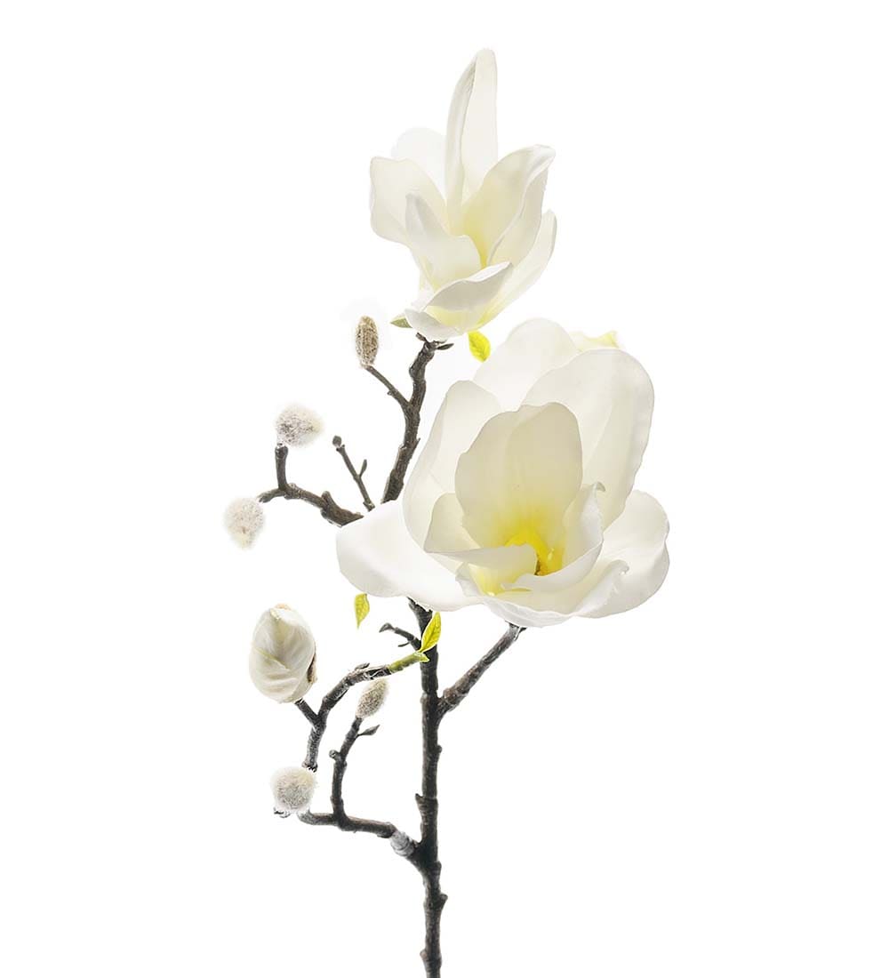 Magnolia