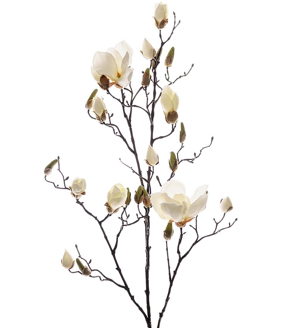 Magnolia