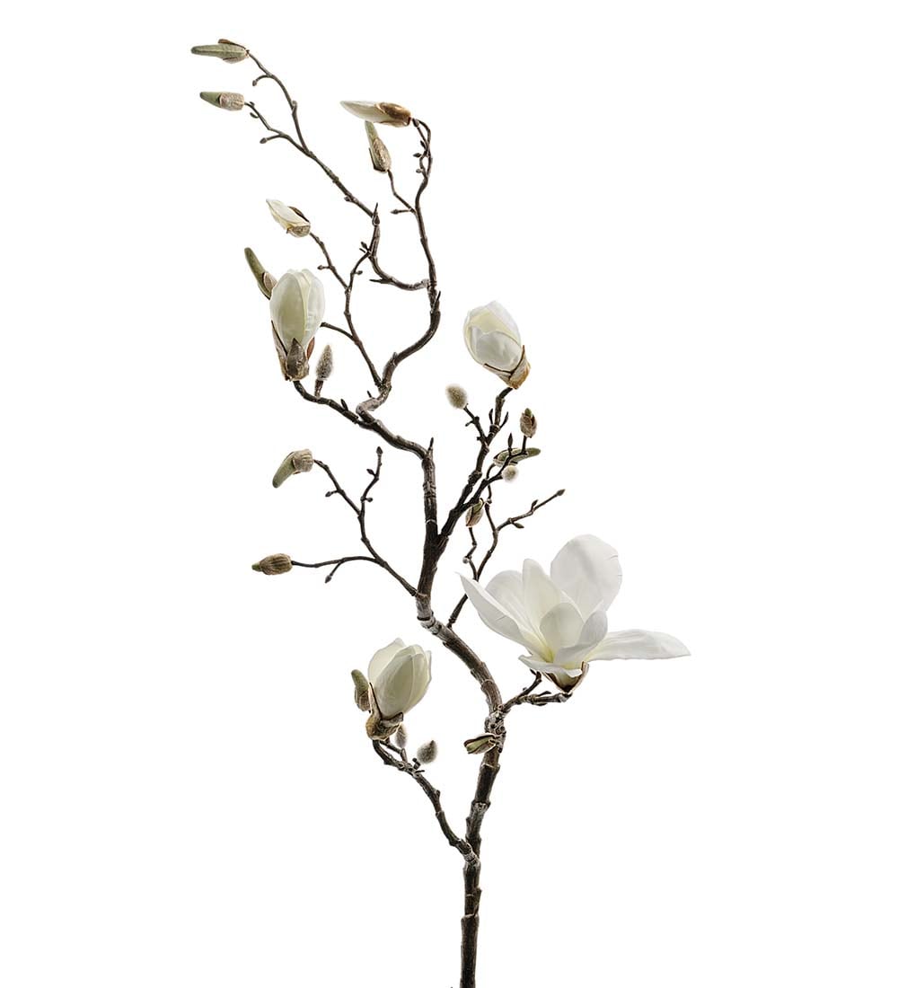 Magnolia