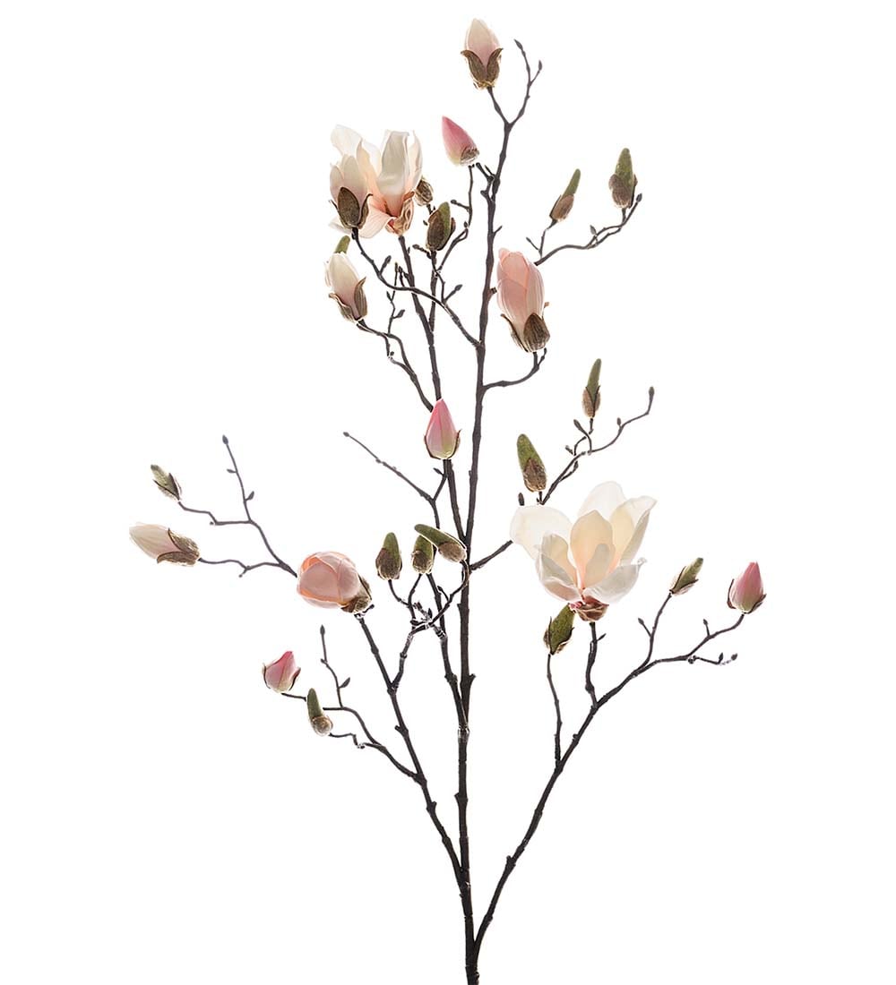Magnolia