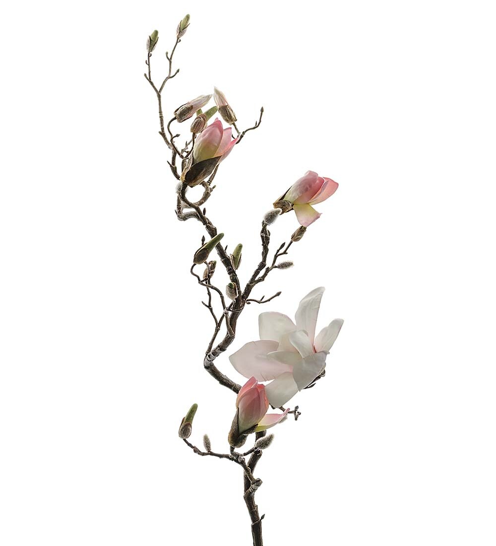 Magnolia