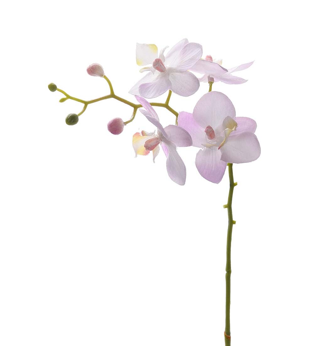 Phalaenopsis