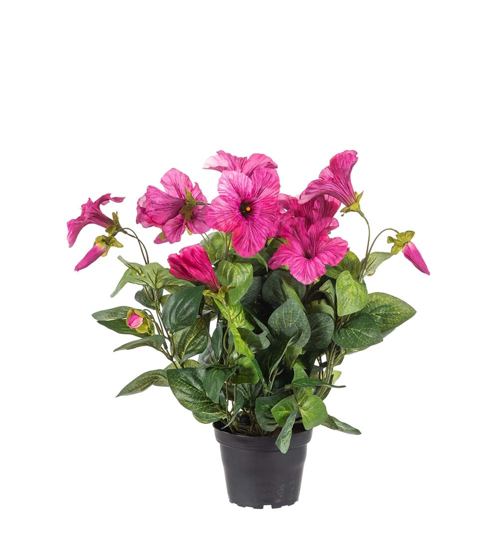 Petunia