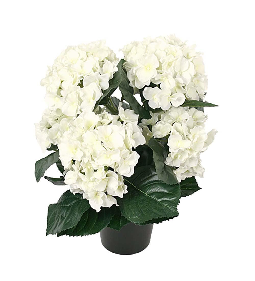 Hortensia