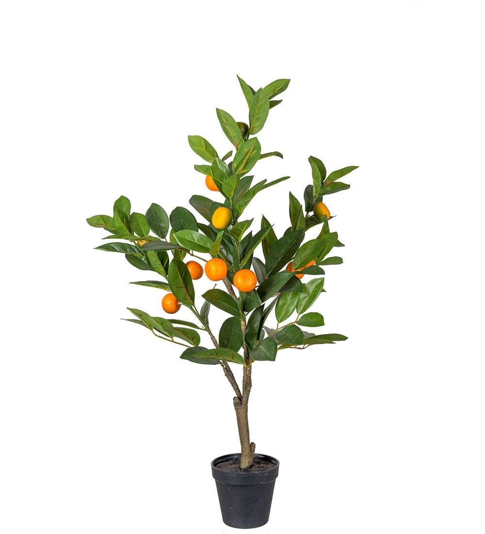 Citrus