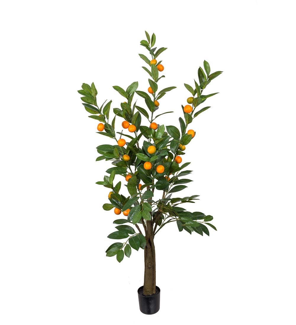 Citrus