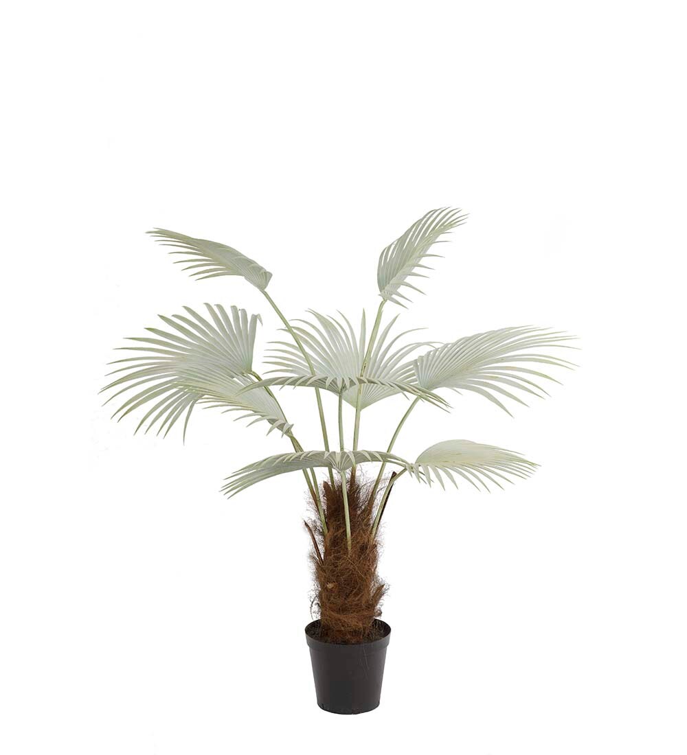 Palm