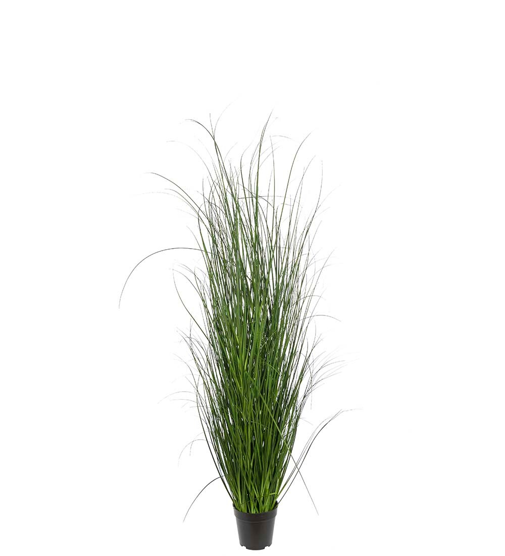 Gräs