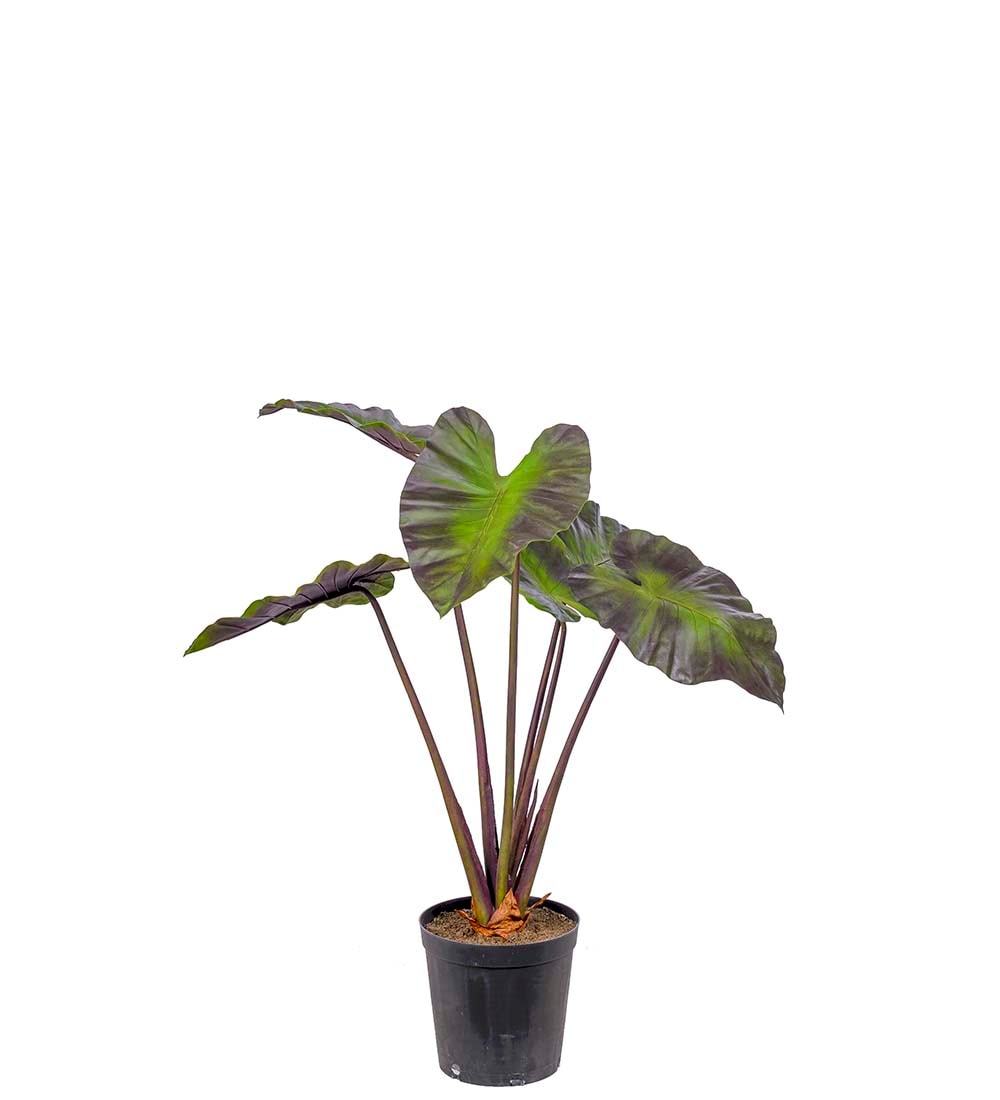 Alocasia