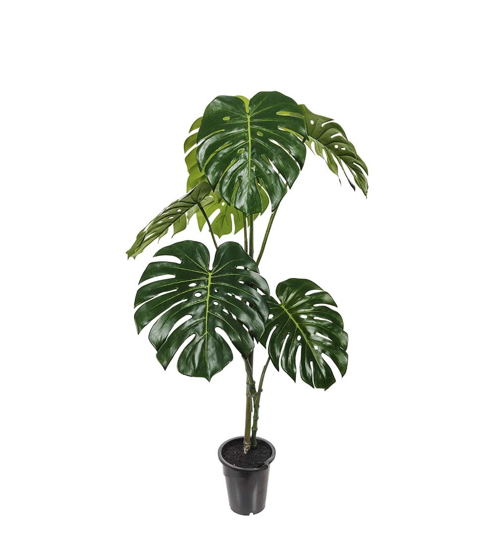Monstera