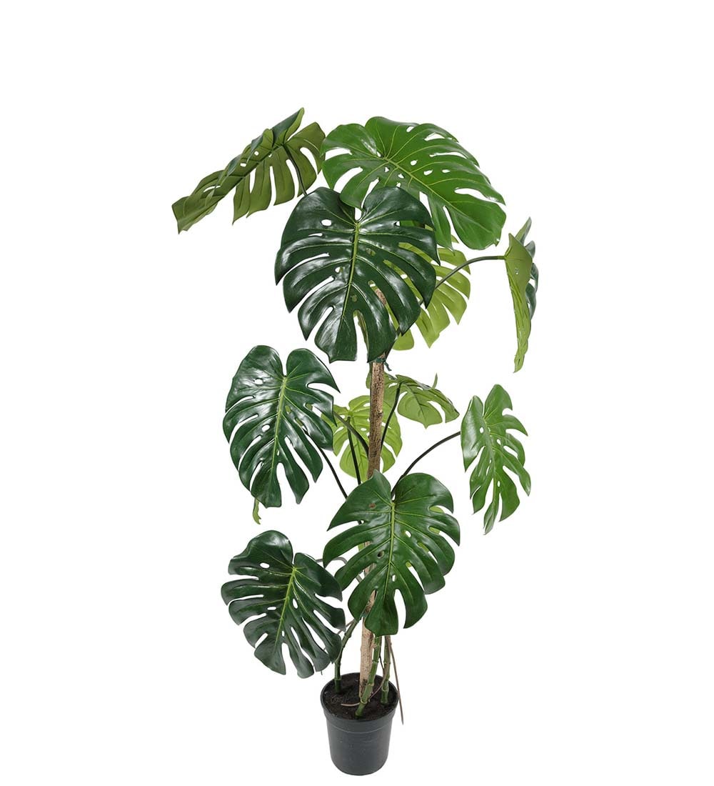 Monstera