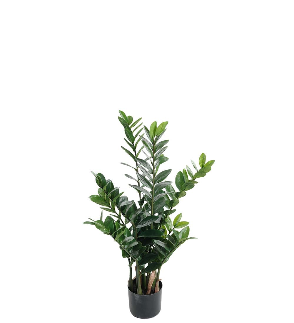 Zamifolia