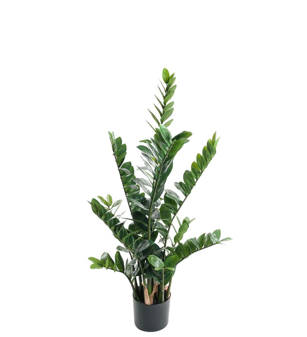 Zamifolia