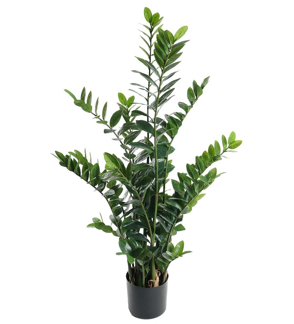 Zamifolia
