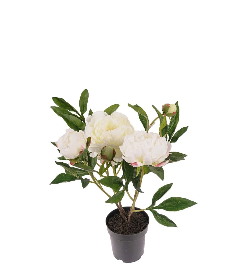 Pion