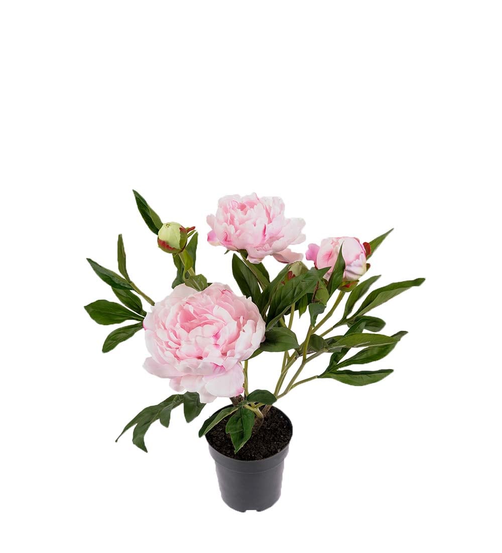 Pion
