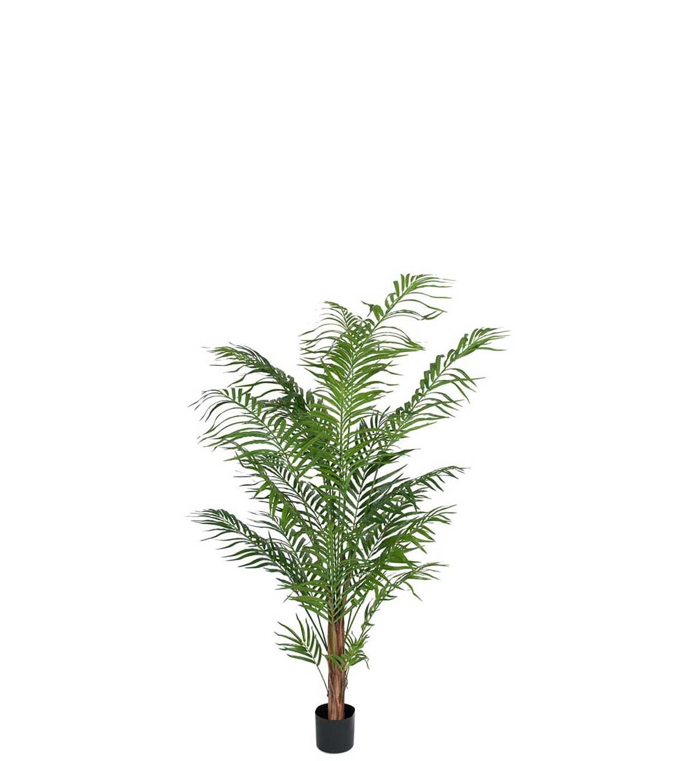 Areca Palm
