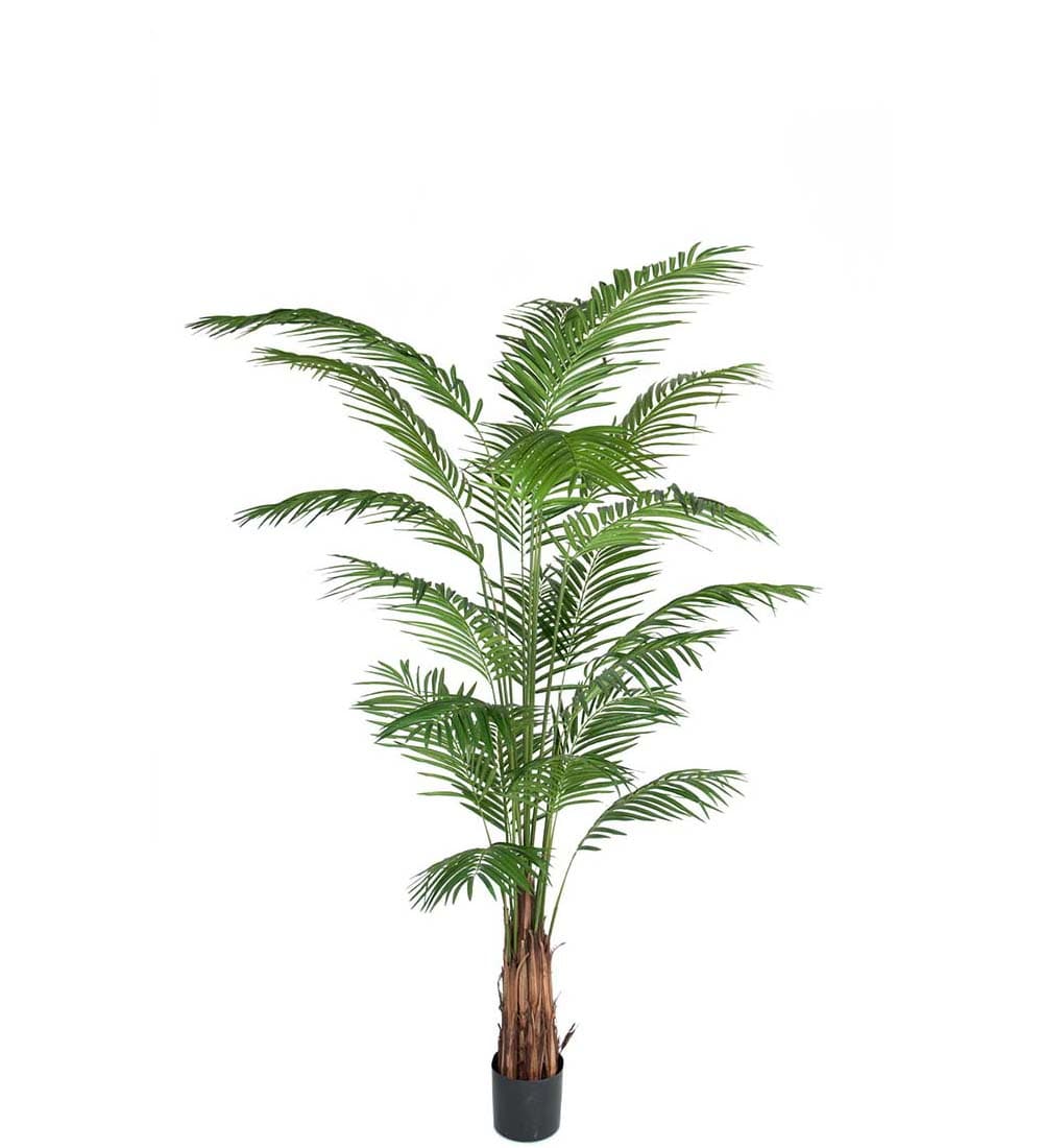 Areca Palm