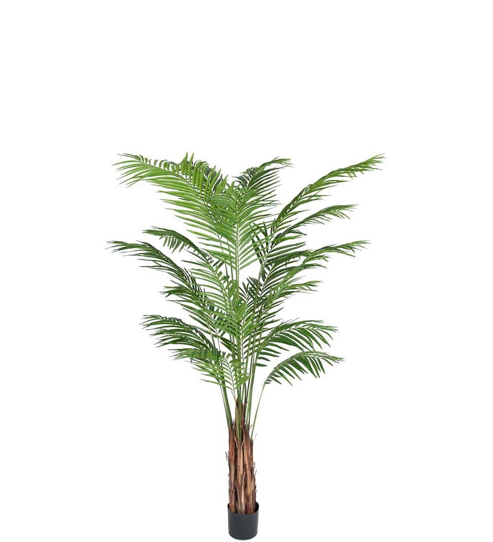 Areca Palm