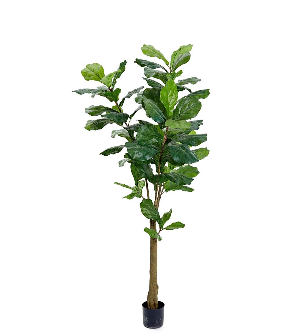 Fiolfikus
