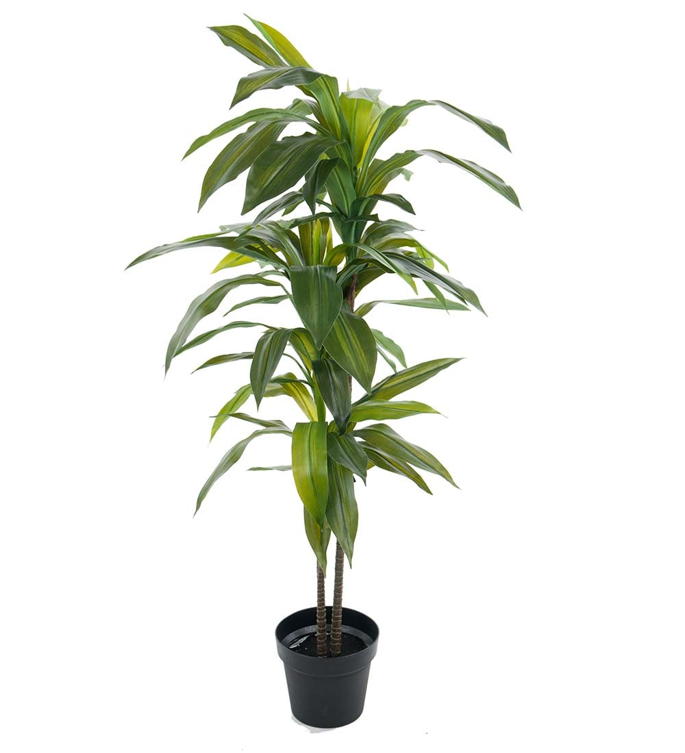 Dracena