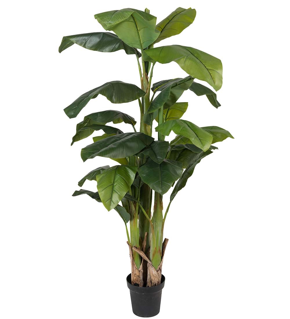 Banan
