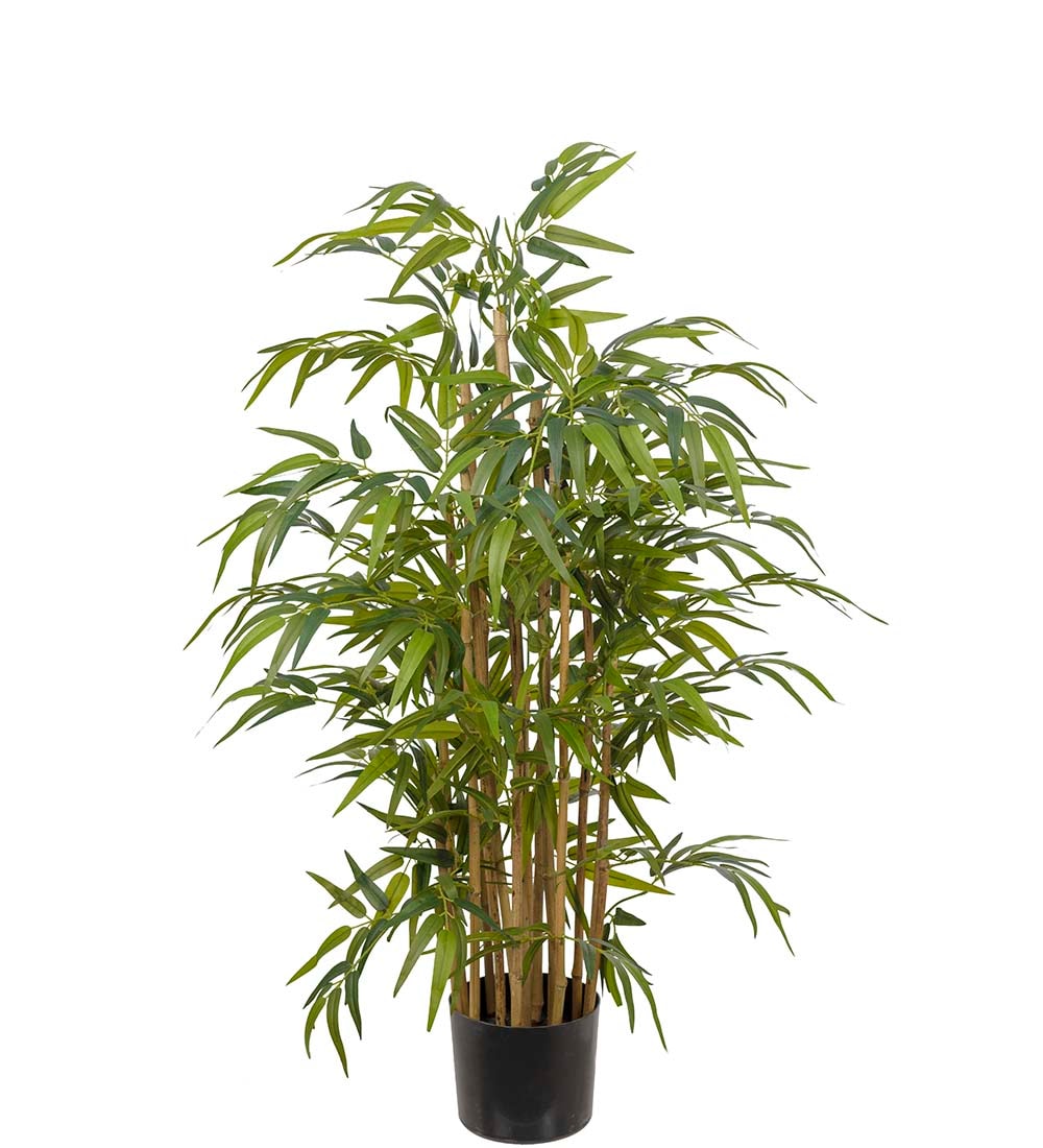 Bambu