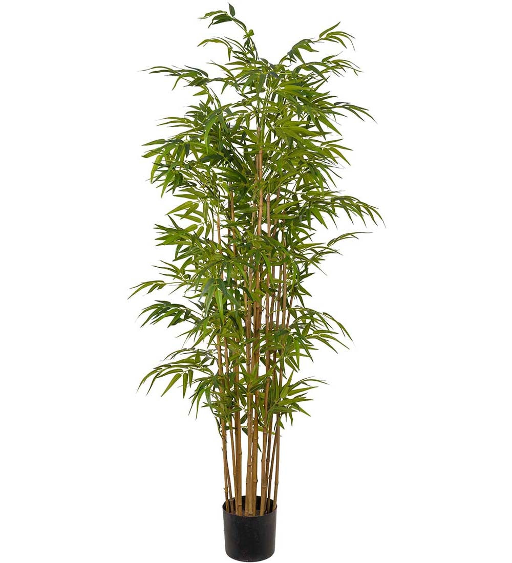 Bambu