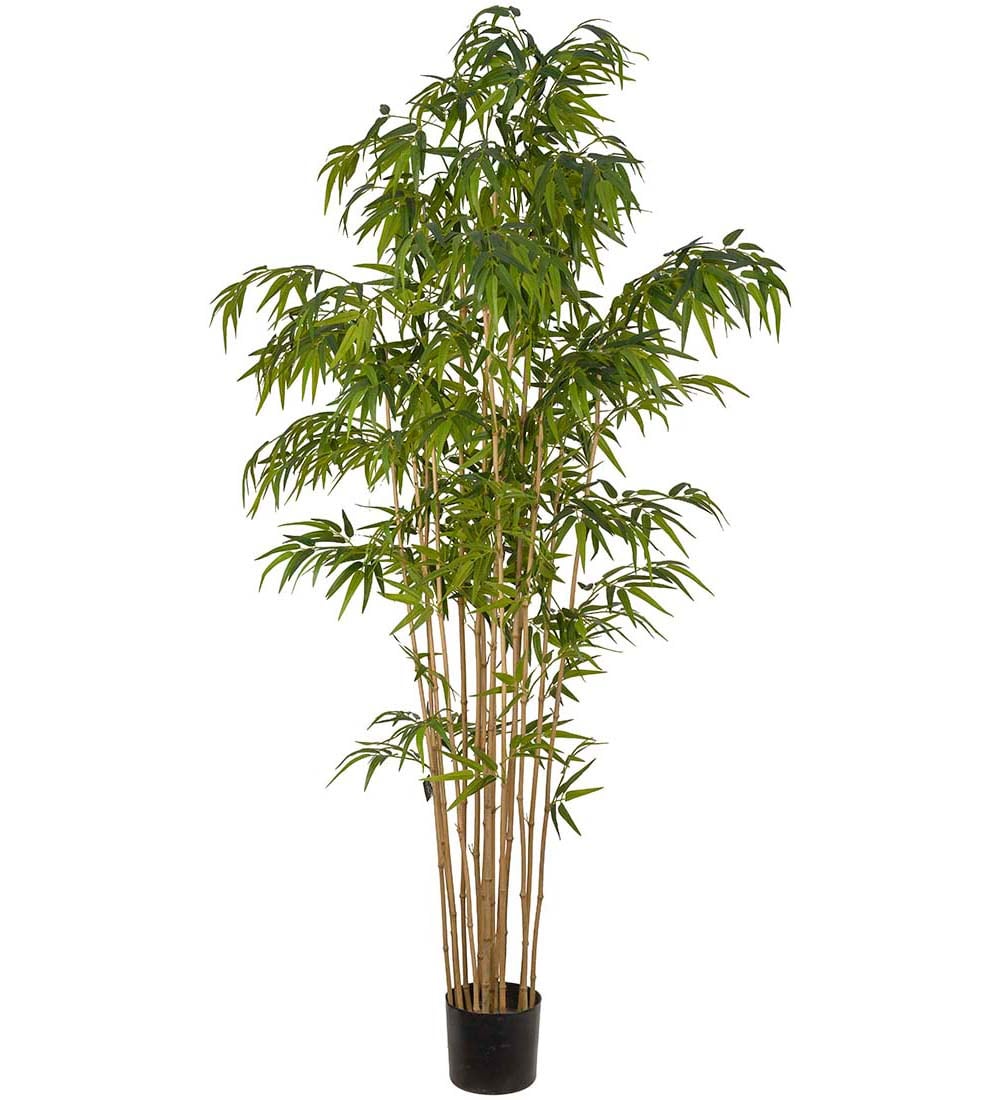 Bambu