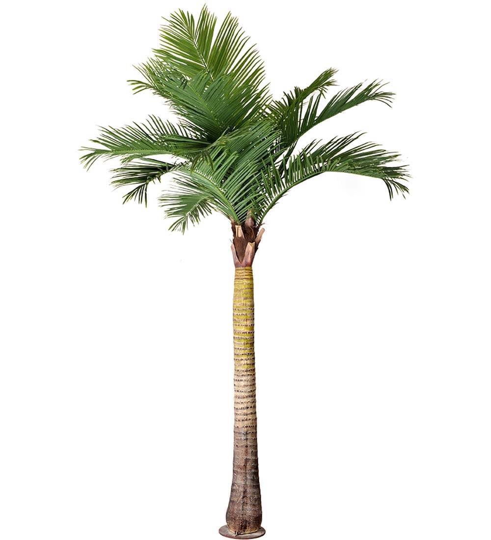 Palm