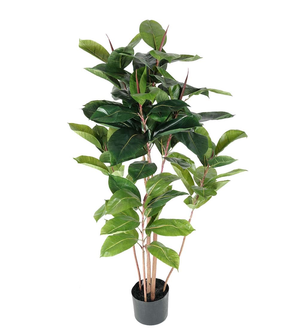 Fikus Robusta
