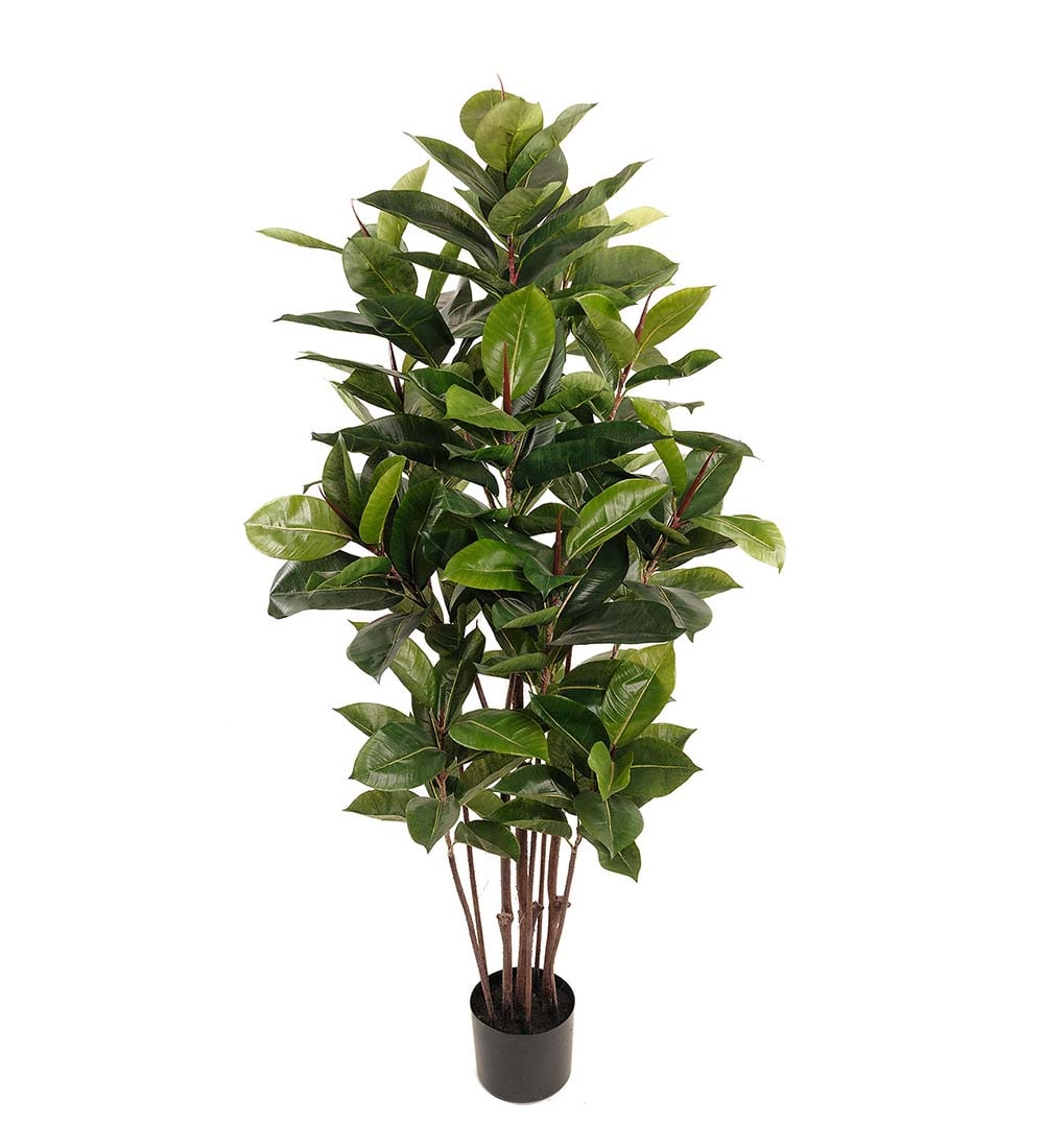Fikus Robusta