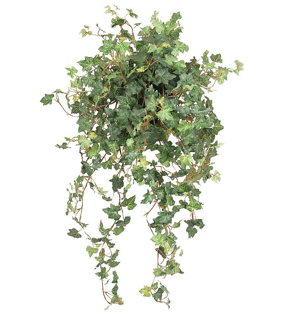 Murgröna