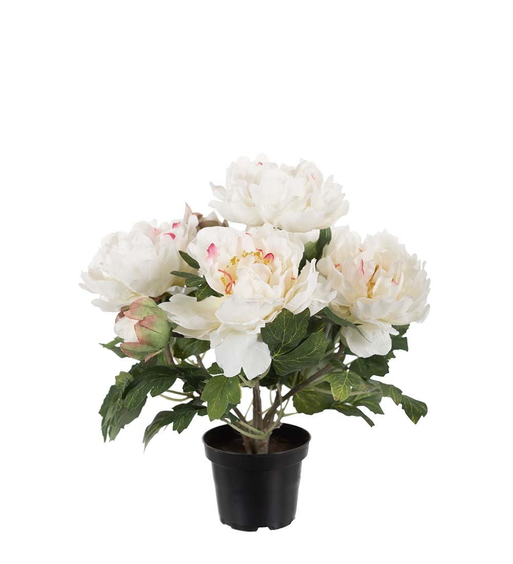 Pion