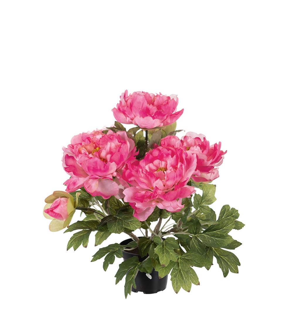 Pion