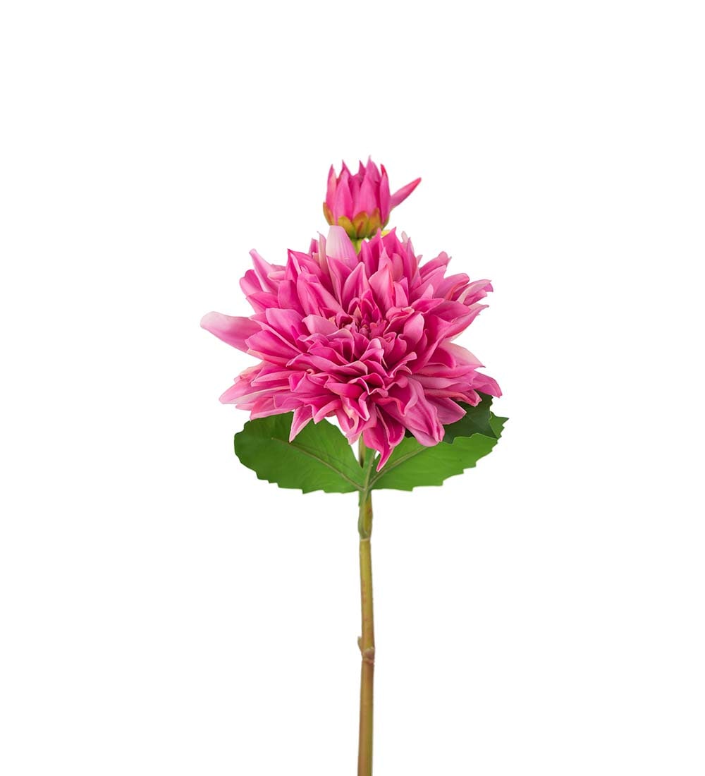 Dahlia