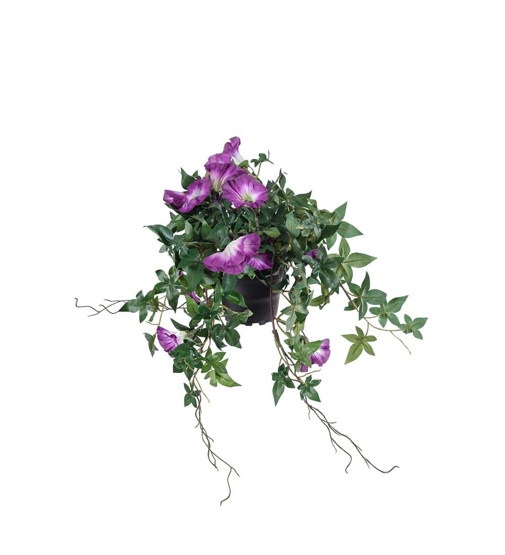 Blomma för dagen