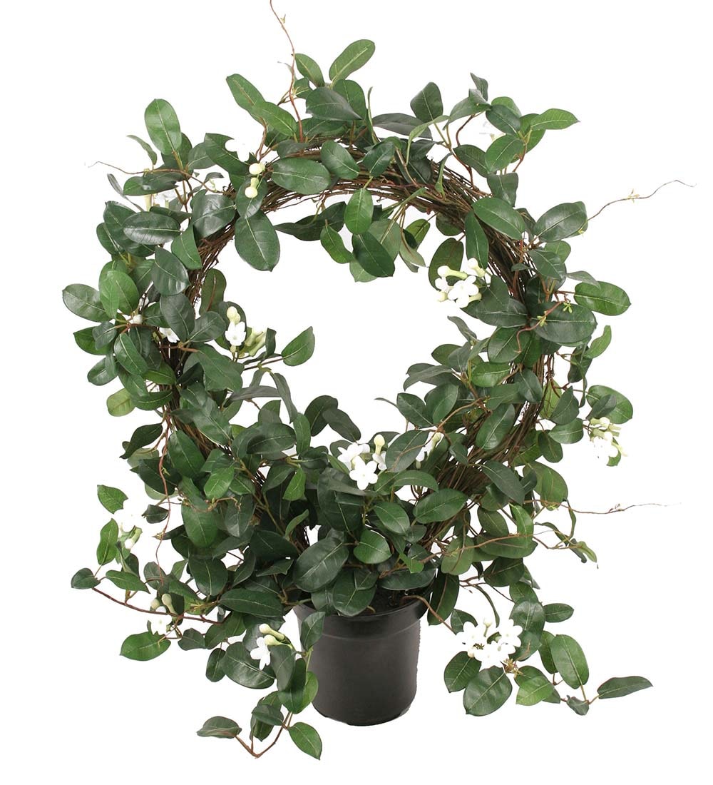 Stephanotis