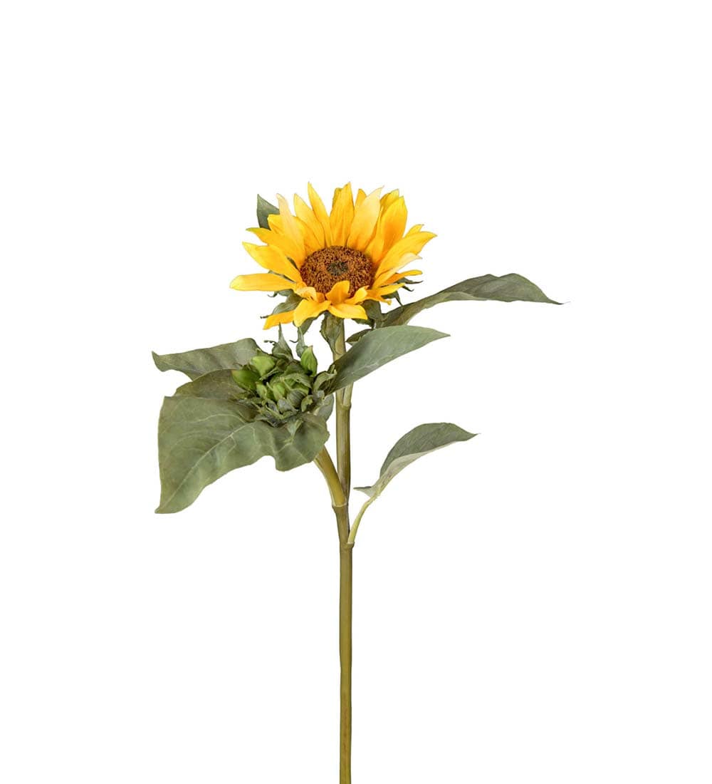 Solros