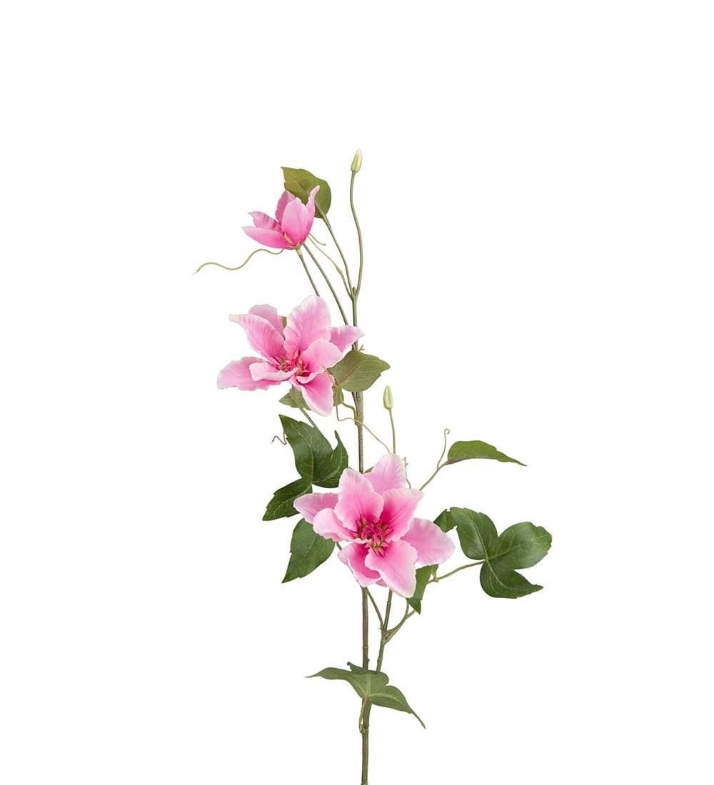 Clematis