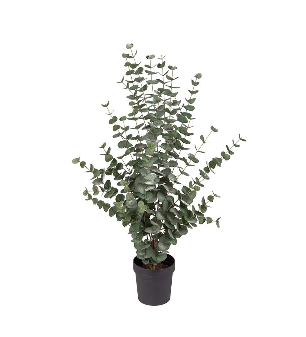 Eucalyptus