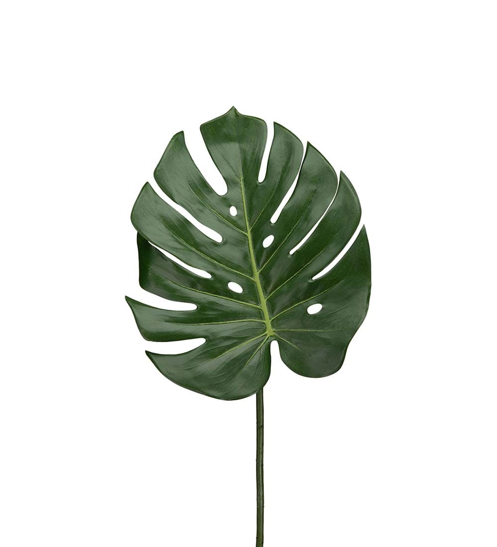 Monstera blad